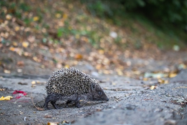 韩国寄予厚 韩国寄予厚