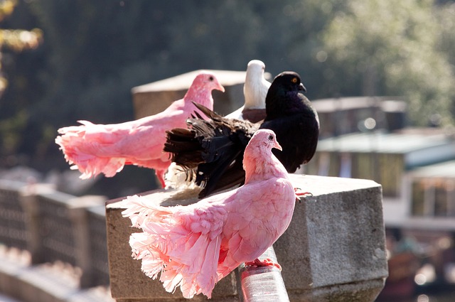 失败的案例 失败的案例